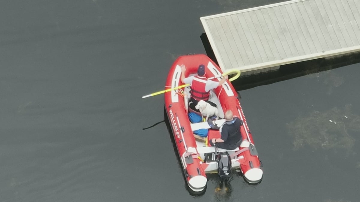 Dog Stuck In A Lake Gets Rescued By Firefighters, 'Thank You' Says ...