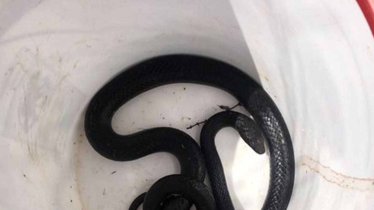 This Video of Snake Hiding In Toilet Is Your Worst Nightmare Coming ...