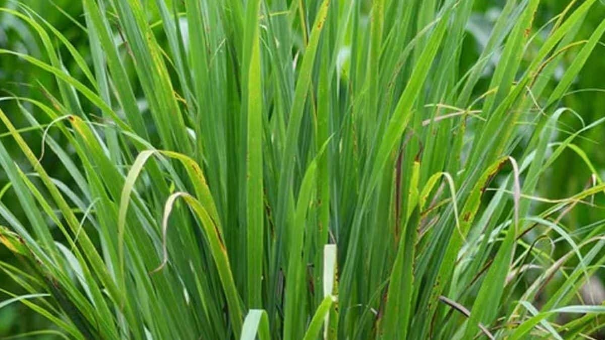 Lemongrass To Chives, 5 Herbs You Can Easily Grow In Your Kitchen Garden