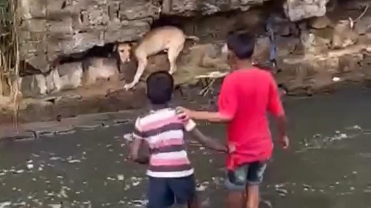 Viral Video: Two Boys Cross Flooded Road To Rescue Dog, Internet Is ...