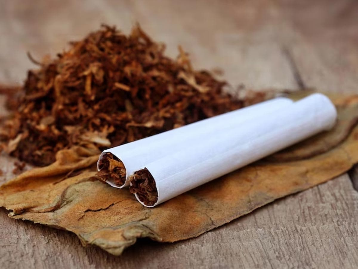 does tobacco kill rats Camphor To Tobacco, 5 Things To Use To Get Rid Of Rodents From Your House |  Lifestyle News