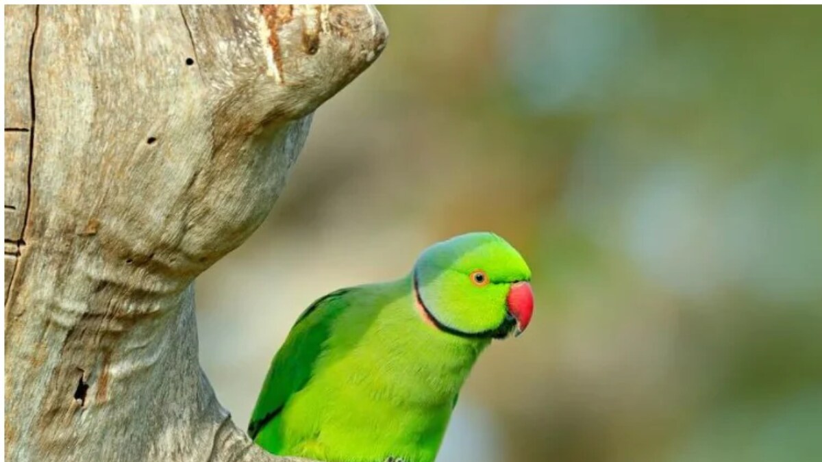'Posters, Auto-Rickshaws And Rs 10,000': Family's Desperate Attempt To Find Their Missing Parrot - Vimarsana News