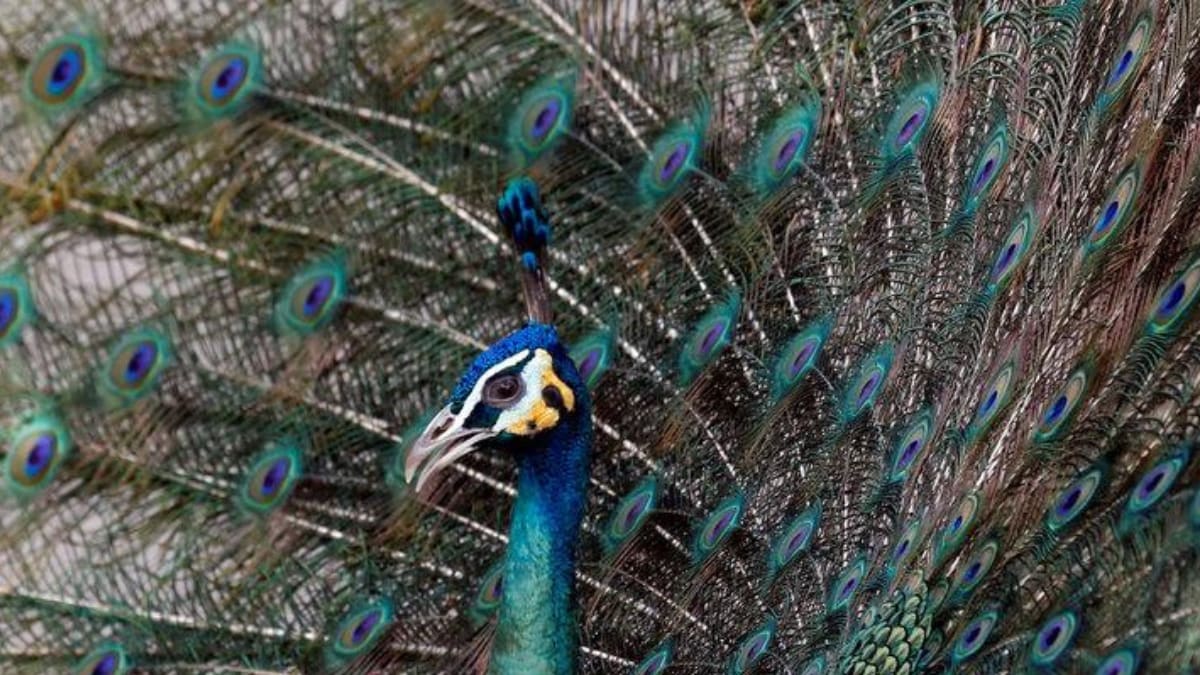 IISERBhopal Team Unravel Secrets of Peacock News18