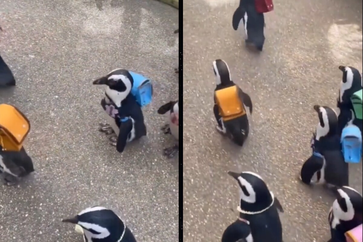 Video Of Penguins With Colourful Backpacks Melts Hearts On