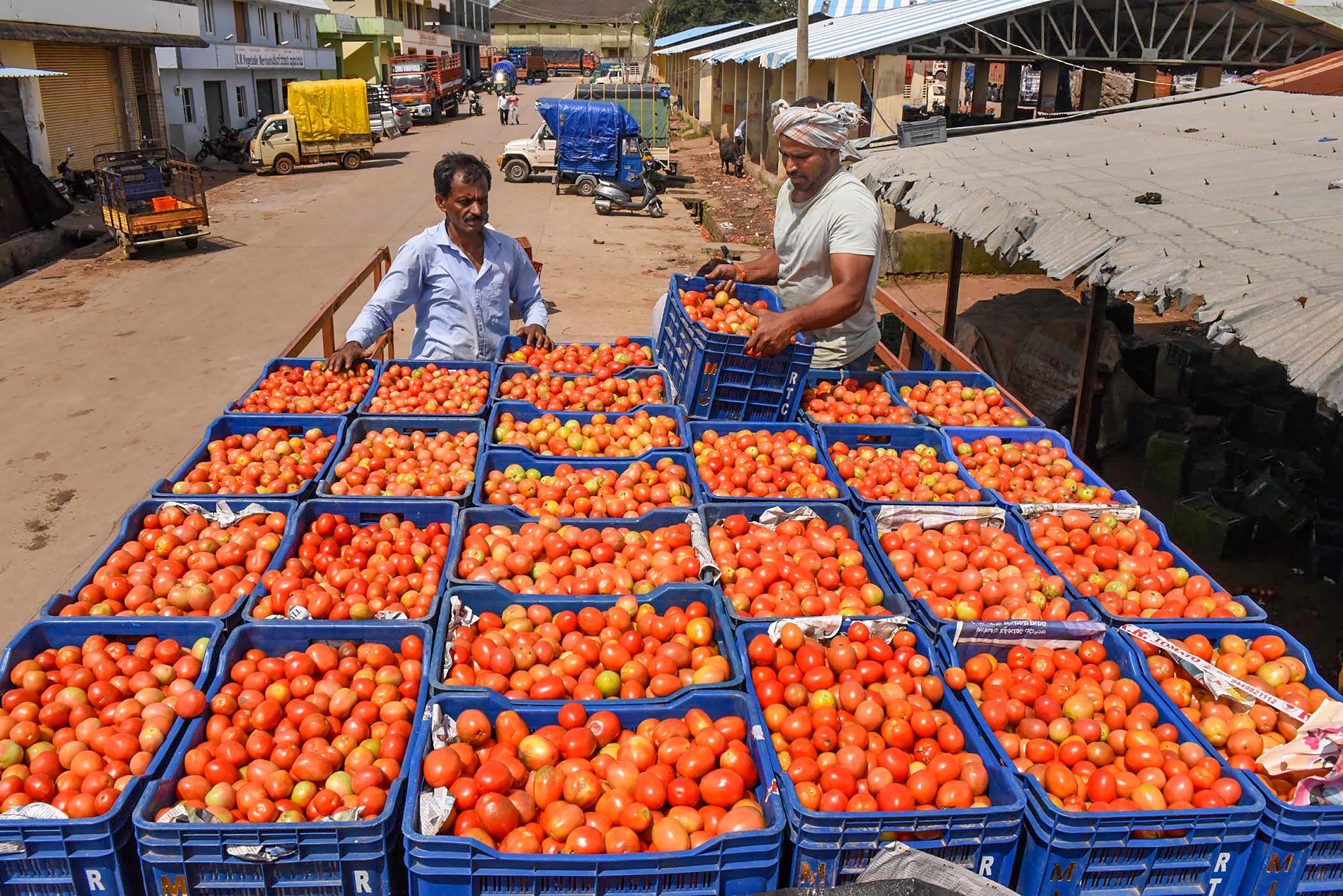 Why are Tomato Prices So High and the Reason Behind Prices Not Coming