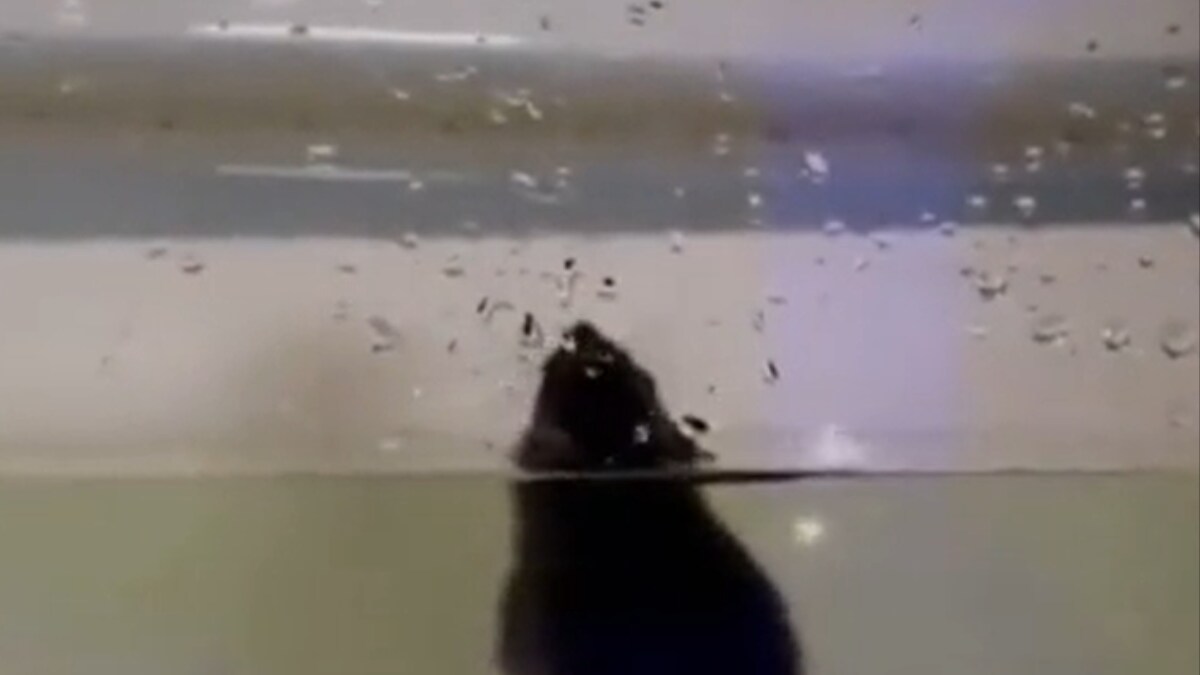 Viral Video Shows How Easy It Is For Rats To Climb Up Your Toilet News18