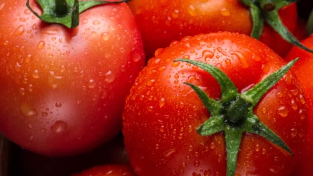 ONDC Sells 10,000 Kg Tomatoes In 1 Week, NCCF Sells 560 Tonnes In 15 Days -  News18