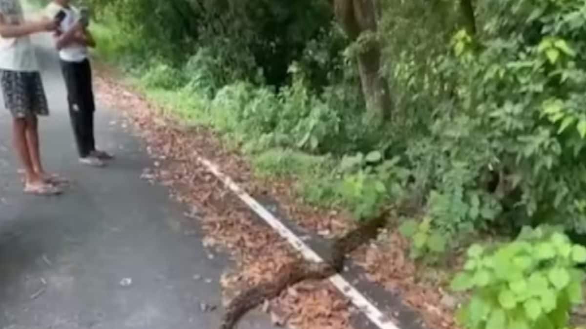 This Video Of Giant Python Crossing The Road Will Scare You | Viral ...