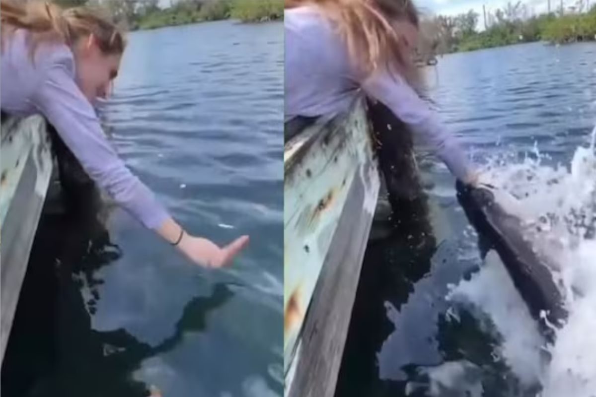 Florida tarpon grabs girl's arm when she fed it a fish