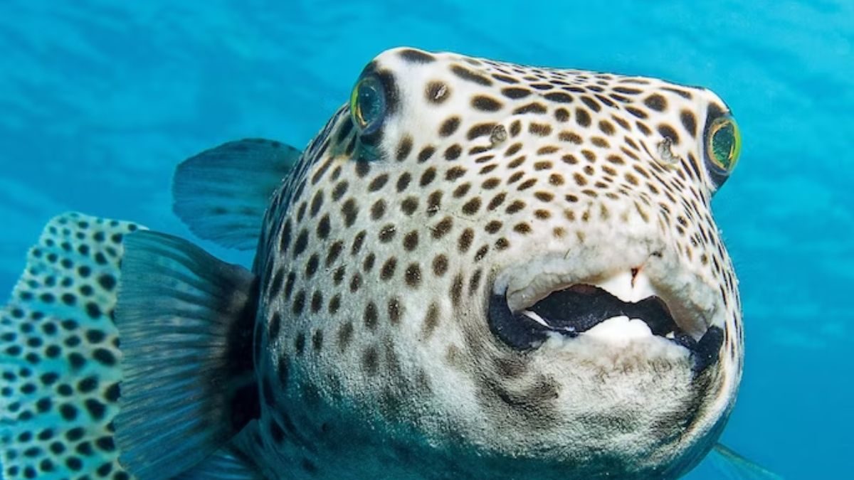 Pufferfish To Nutmegs, World’s 5 Most Dangerous Foods That Can Kill You