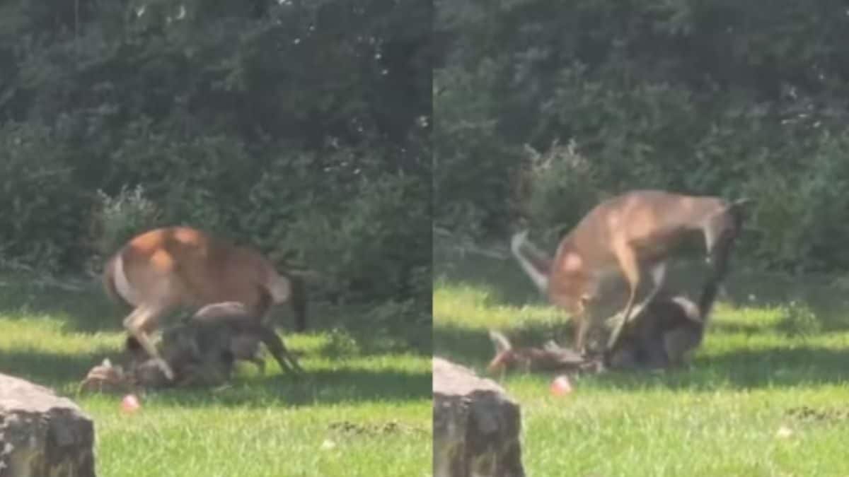 Video Of Mother Deer Fighting Wild Coyote To Protect Her Baby Fawn Wins Internet – News18