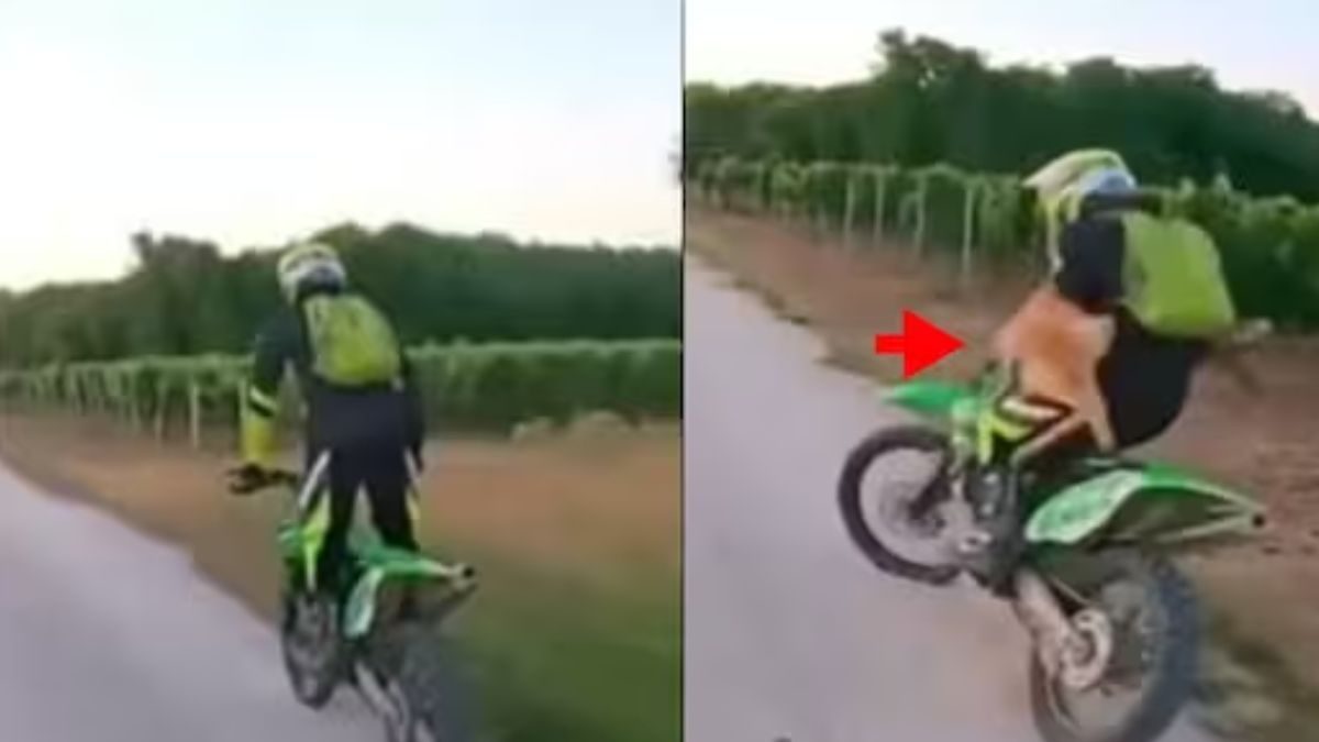 Deer Jumps On To Motorcyclist Performing Stunts; Here's What Happened Next