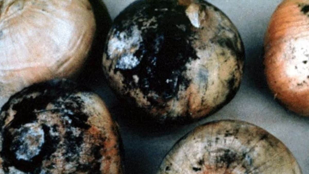 Did You Know Black Moulds On Onions Can Be Poisonous And Casue Allergic Reactions? – News18