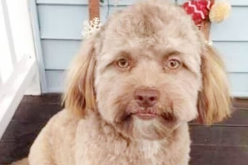 Anjing mirip manusia