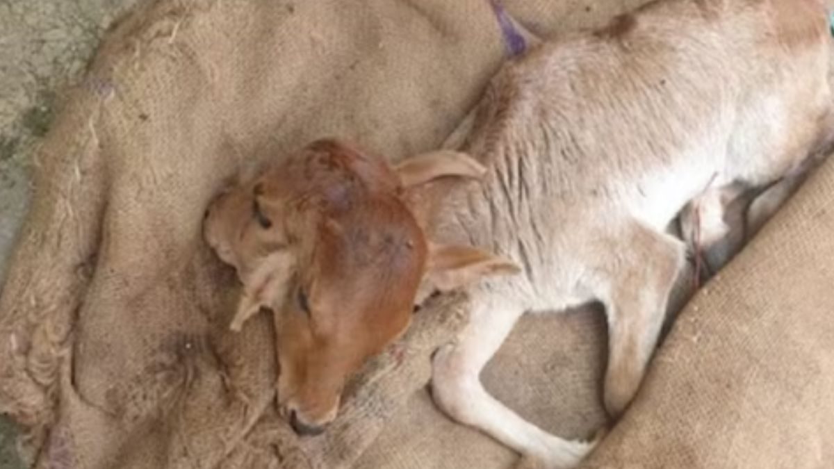 This Bihar Village Worshipped A Calf Born With 2 Heads And 6 Legs - Vimarsana News