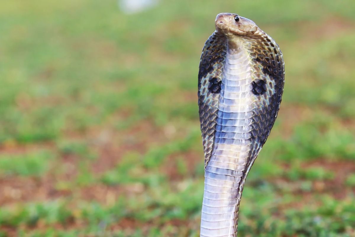 Harming Snakes To Digging Grounds, 4 Things To Avoid On Nag ...