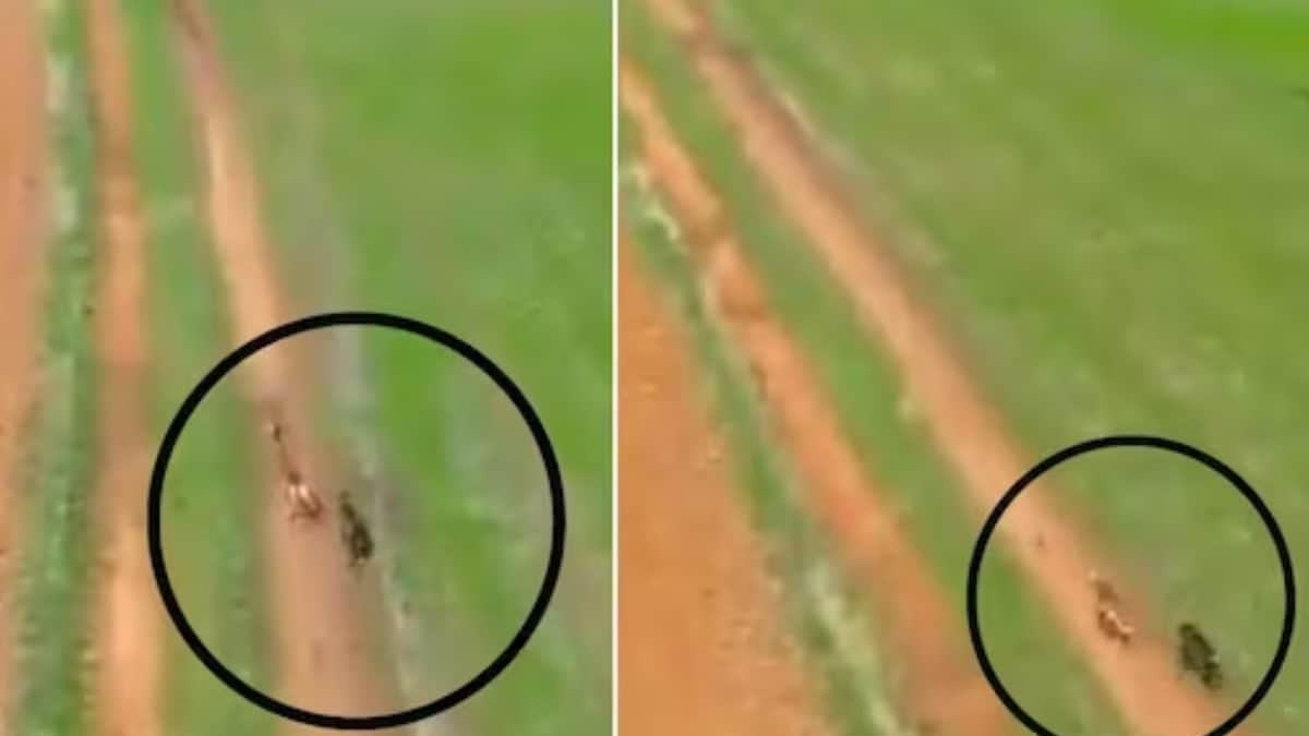 2 Hunter Dogs Chase Small Rabbit; Watch What Happens Next | Viral News ...
