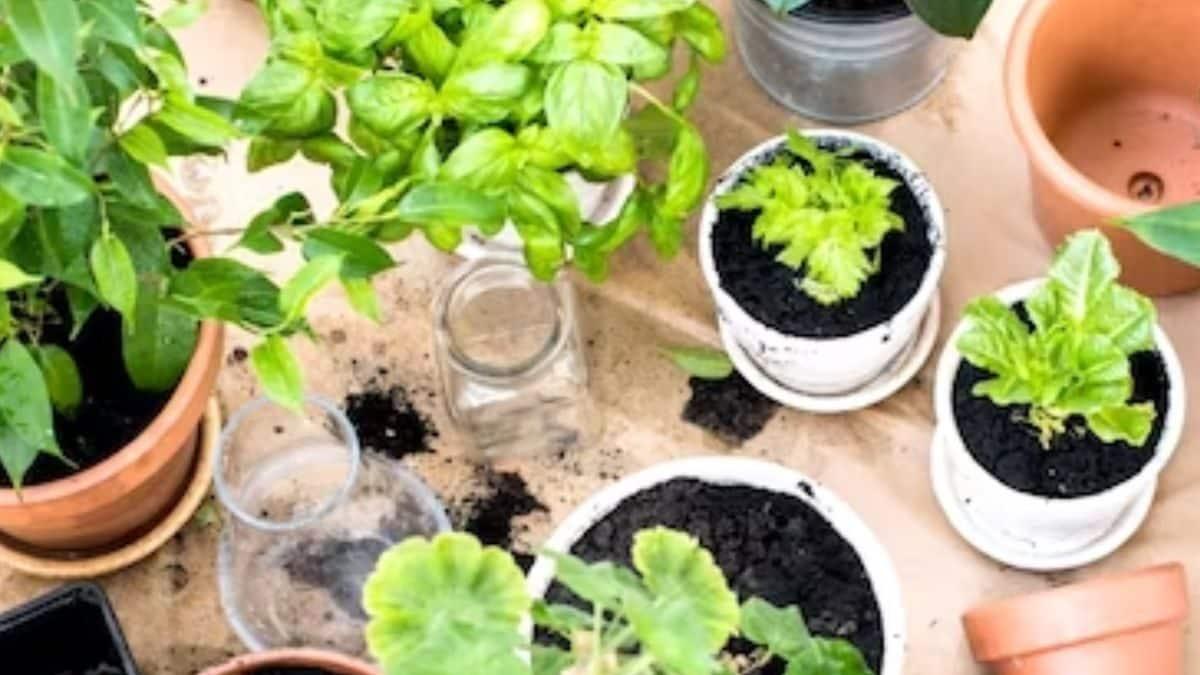 6 Indoor Plants For Your Balcony That Thrive In Low Sunlight - News18