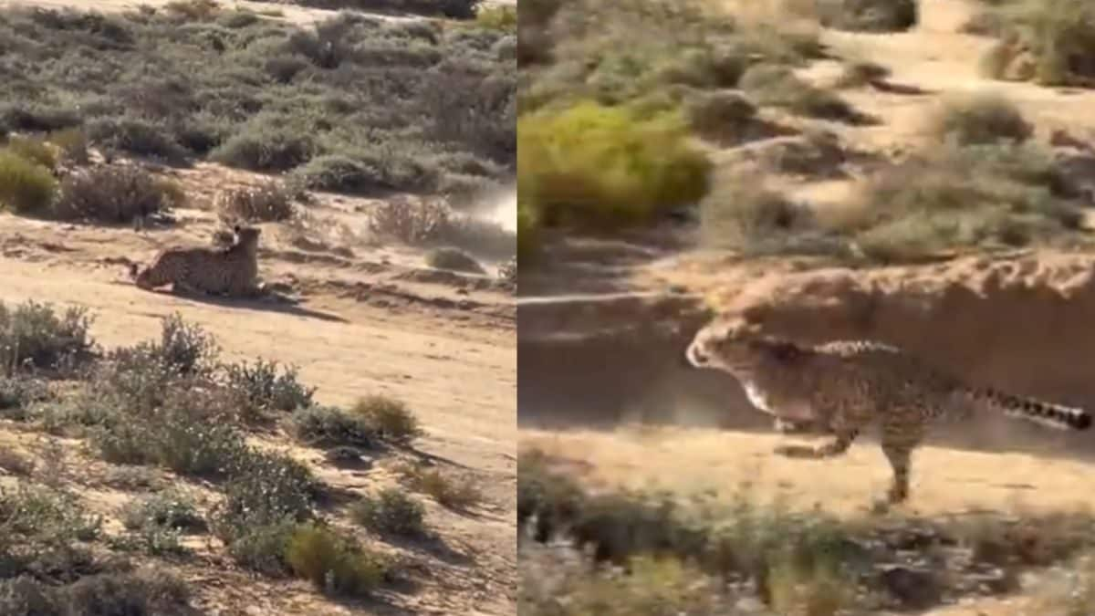 Cheetah Chases Gazelle At Terrifying Speed In Masai Mara; Watch What Happens Next