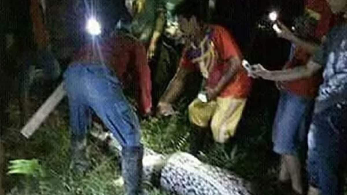 Piton sepanjang 23 kaki menelan petani Indonesia sekaligus