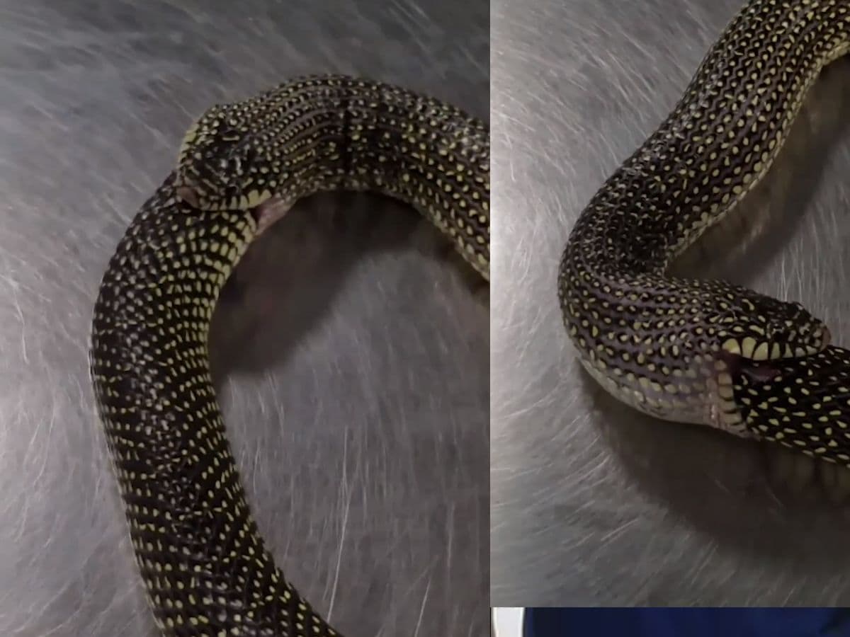 king snake eating itself