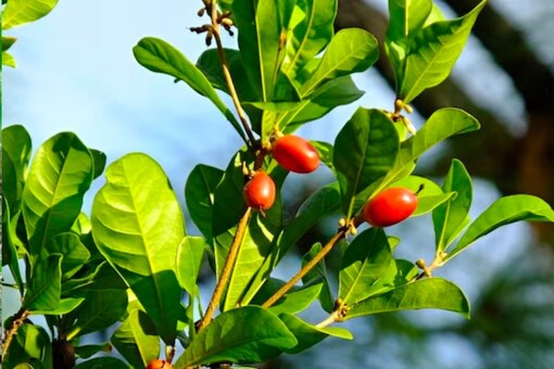 How This Miracle African Berry Turns Sour Flavors Into Sugar Delights ...