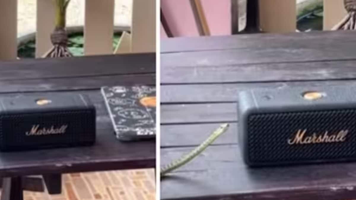 Watch: Snake Vibing To Music Leaves Internet In Splits – News18