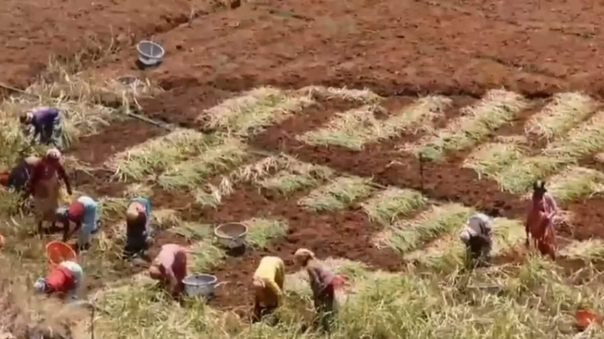 Nilgiris Farmer Says Worth Of Intercropped Black Pepper Over Rs 650 Per Kg In The Area – News18