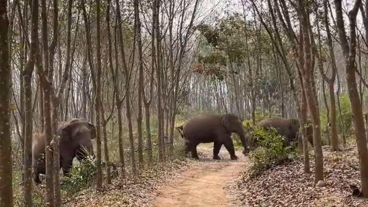 UP: Villagers Under Shardanagar Forest Range Asked to Remain Alert After Wild Animal Kills 2 Kids - Vimarsana News