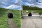 Watch: This Dreadlock Dog Is Looking Straight Out Of A Horror Film