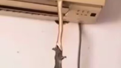Watch: Snake Coming Out Of AC To Catch A Rat Is The Scariest Thing On ...