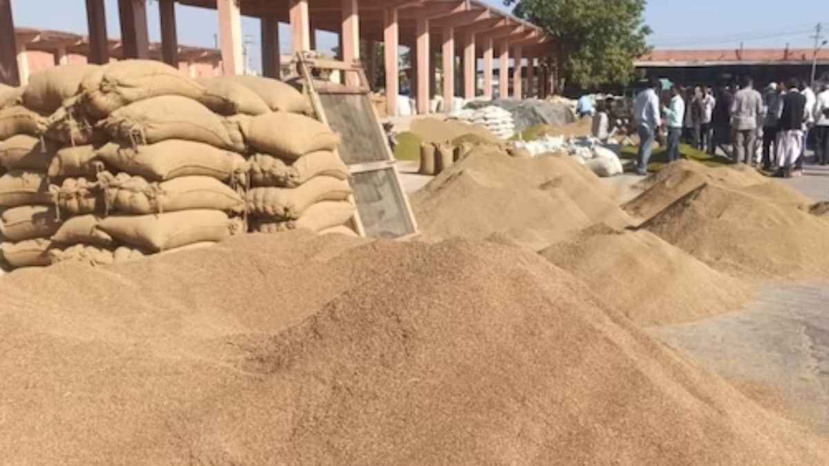 Cumin Prices Stabilise In Rajasthan After Surge Due to Heavy Rainfall