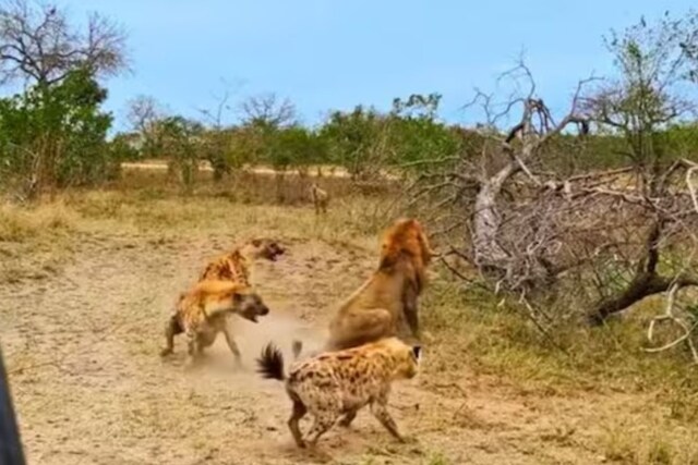 Watch: Lion Catches One Member From A Pack Of Hyenas And Then... - News18