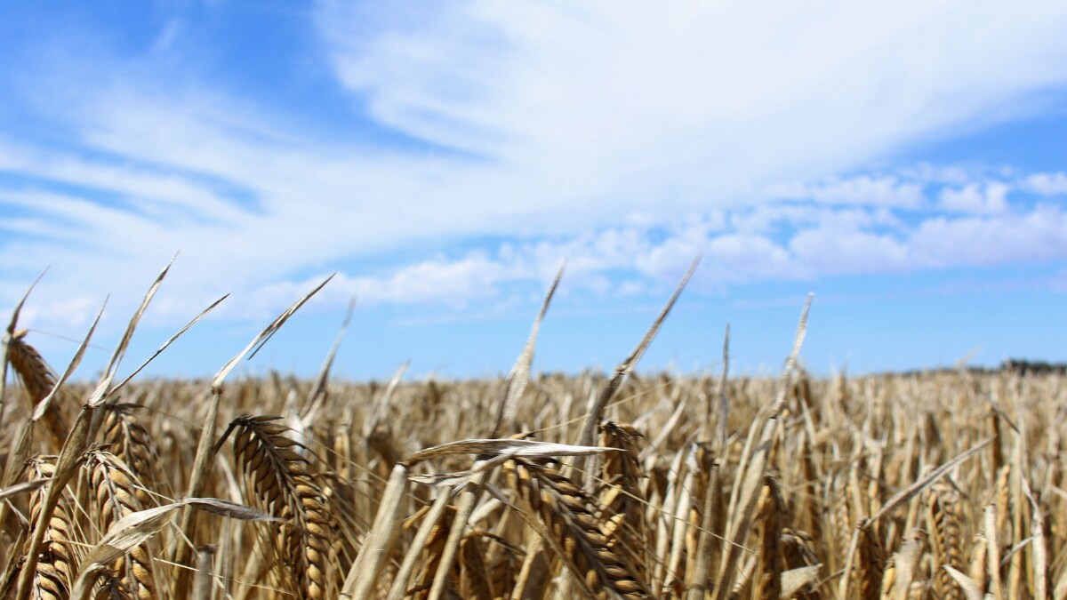 Australia Drops WTO Case Against China as Beijing Lifts Barley Tariffs - Vimarsana News