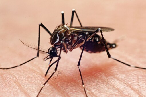Dengue is a viral infection caused by DENV and transmitted to humans through the bite of infected mosquitoes. (Image: Shutterstock)