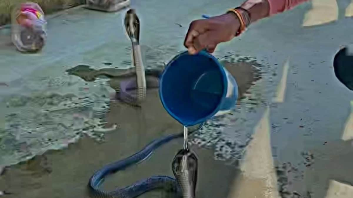 Video Of Man Giving Bath To Cobra Is As Bizarre As It Gets