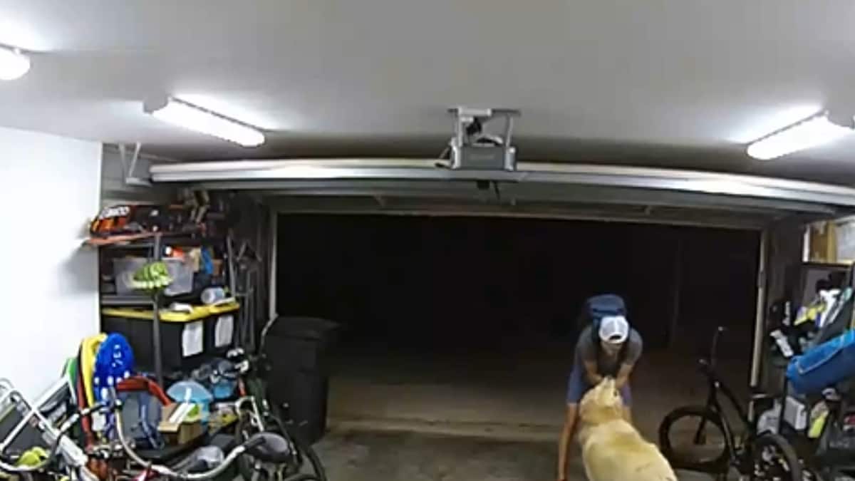 Watch: Thief Takes Break During Robbery To Play With Dog | Viral News ...