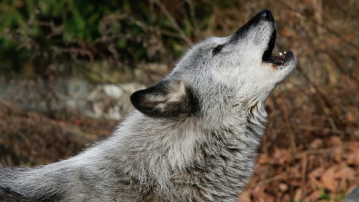 How a Lone 'Immigrant' Wolf Revived a Forest Ecosystem - News18