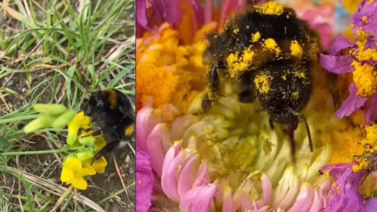 Woman's Kind Gesture For Injured Bumblebee Is Winning News18