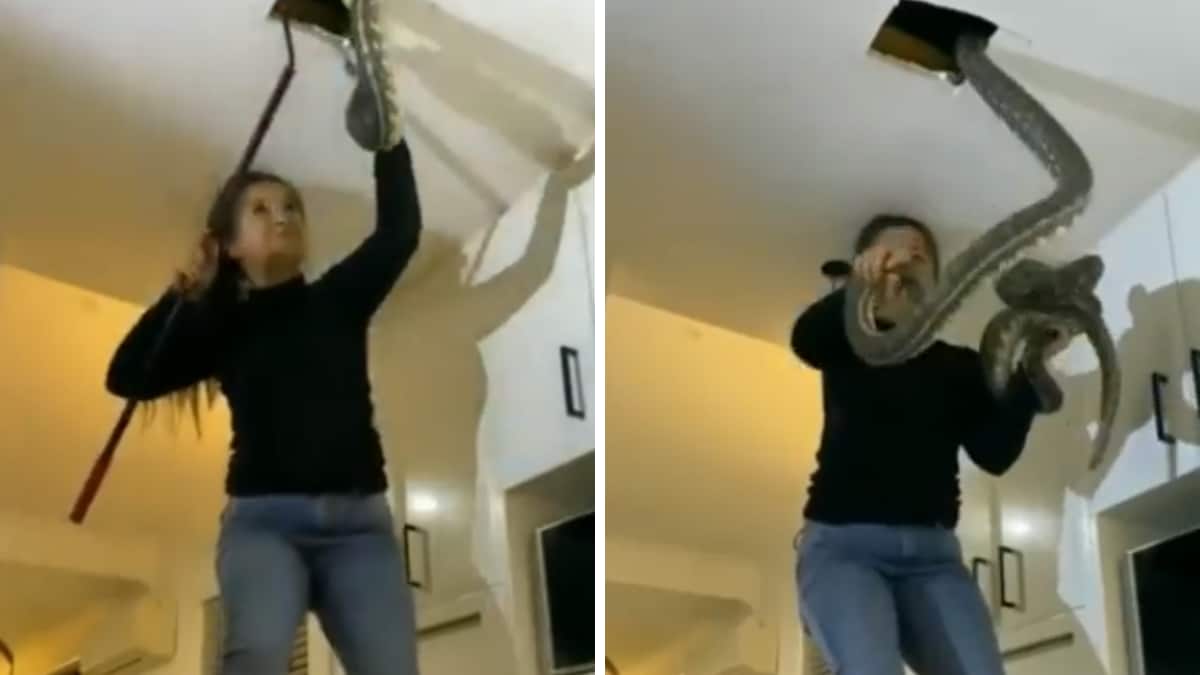 Watch: Fearless Woman Pulls Out Two Massive Pythons With Her Bare Hands ...