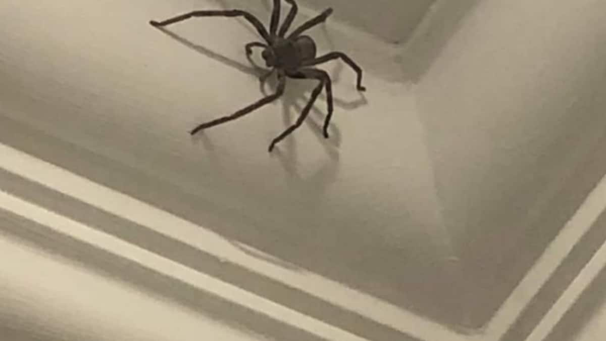 UK Man Spots Giant Spider Inside House But He Doesn’t Want To Kill It ...