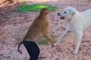 Monkey and dog funny video shop