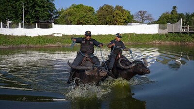 Asian Water Buffaloes, Endemic to India, South Asia, Make Brazilian ...
