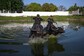 Asian Water Buffaloes, Endemic to India, South Asia, Make Brazilian Island Their New Home