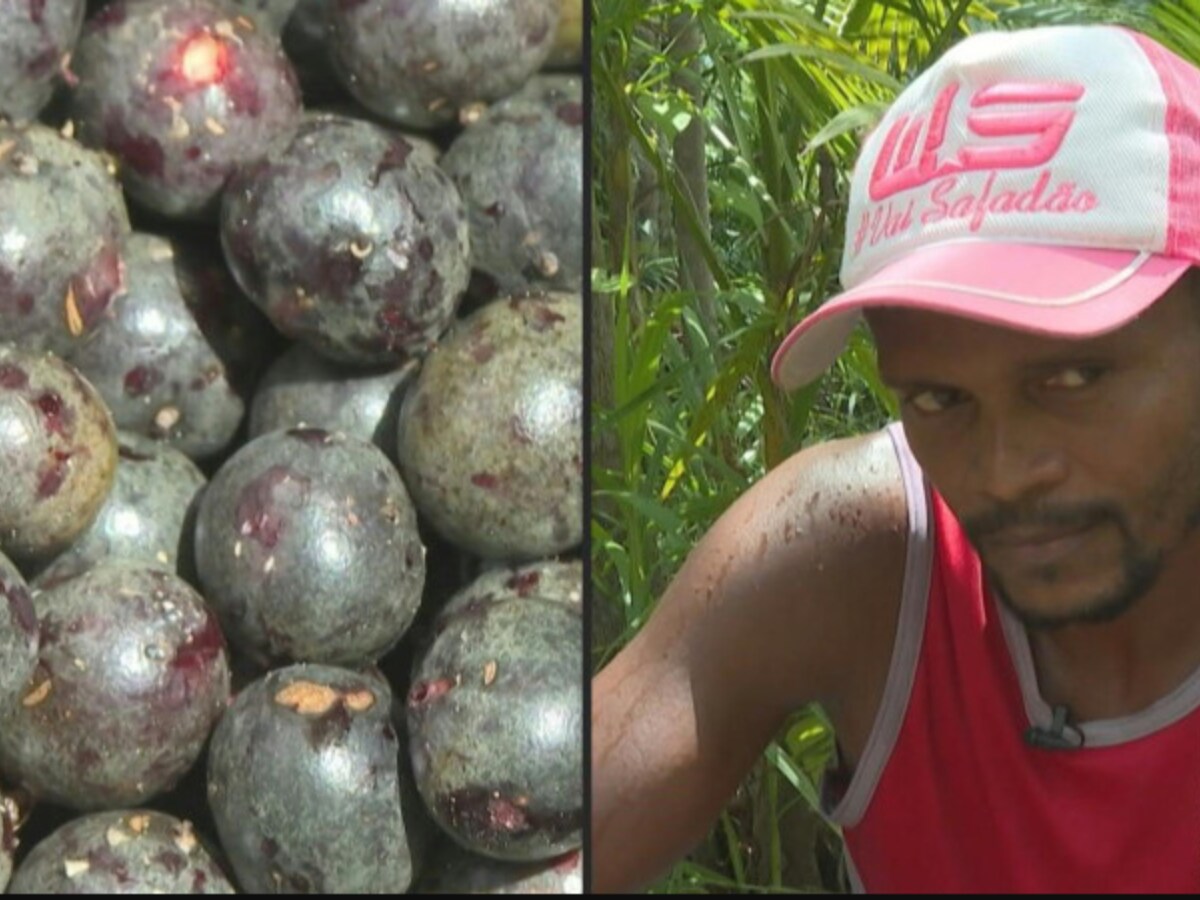 Acai Berry Craze: Boon or Threat For the Amazon? - News18