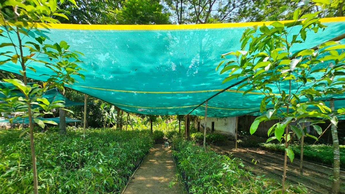 In a Bid To Boost Plantation Economy, Assam To Create 4 New World Records Under ‘Amrit Brikshya Andolan’ – News18