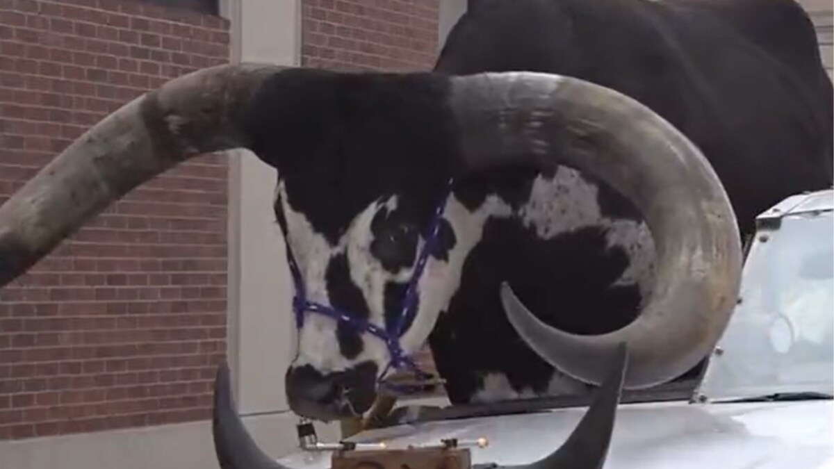 Police Stop Nebraska Man For Bucking the Law With a Bull Riding Shotgun in His Car - Vimarsana News