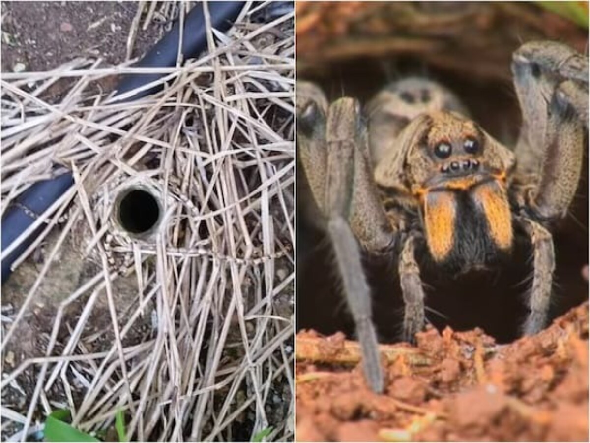 Spiders - The Australian Museum