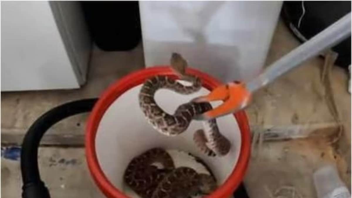 Arizona Man Finds 20 Rattlesnakes Inside His Garage, Calls Rescue Team
