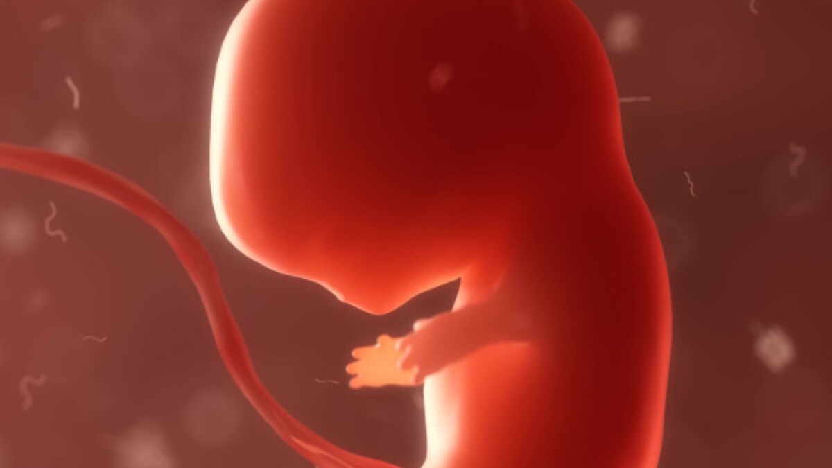 Labgrown Human 'Embryos' Offer New Research Hope News18